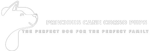 Precious Cane Corso Puppies